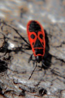 /album/apro-makro/bodo-bacsi-jpg1/